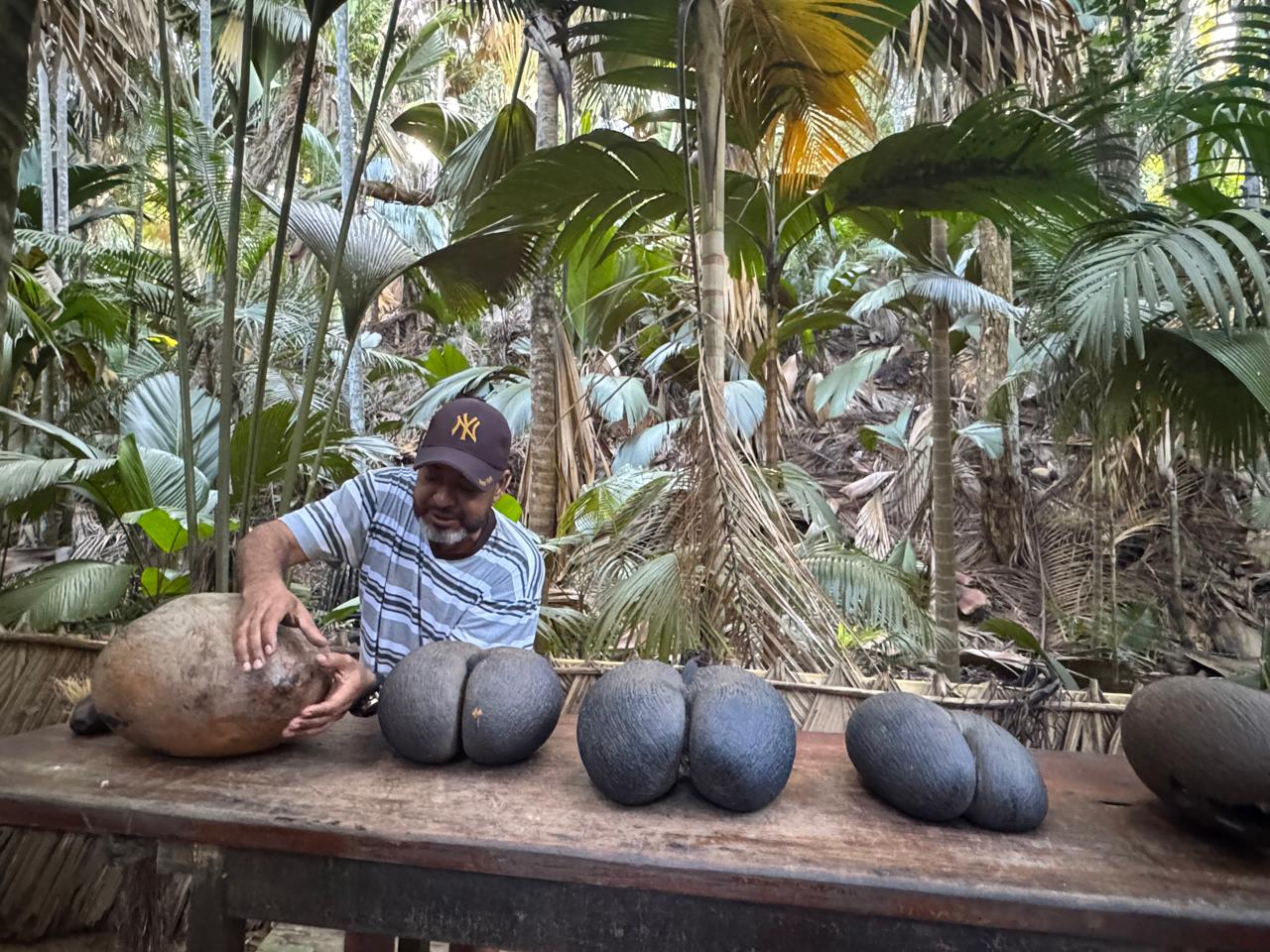 How a Tiny Gecko Helps Sustain The World’s Heaviest Seed Coco de Mer