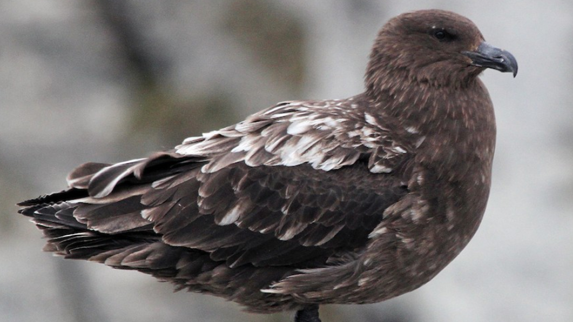 First Case Of H5N1 Bird Flu In Australia Has Been Confirmed