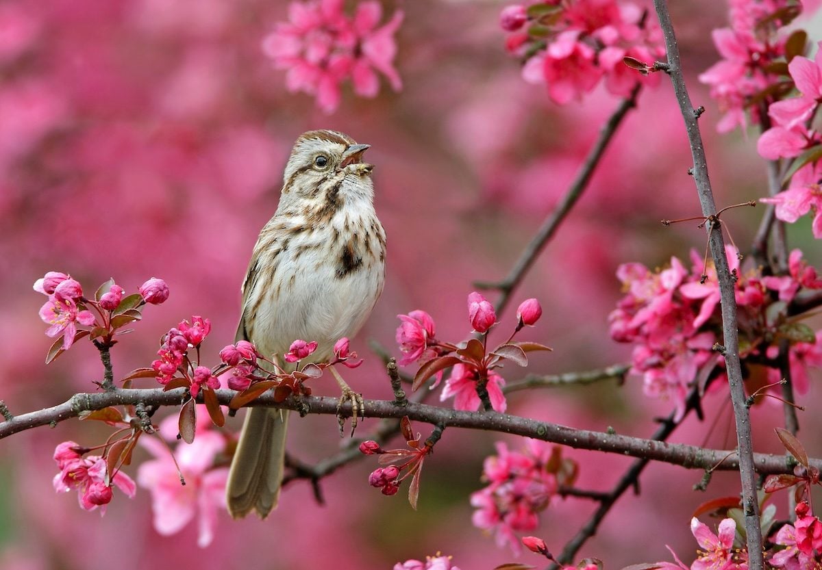 Symphony Of The Wild: How Nature’s Soundtrack Heals The Planet