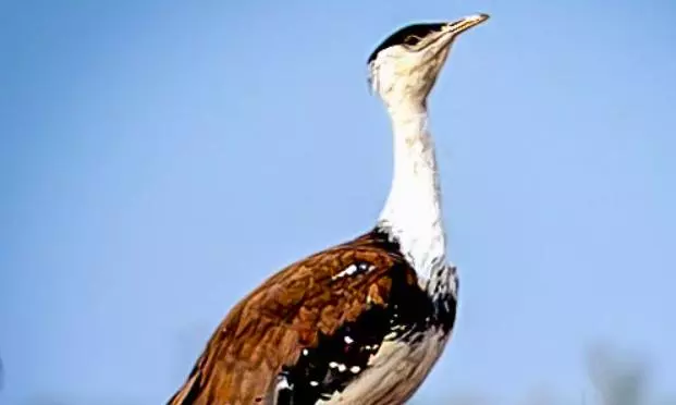MP; Move Underway For Reintroduction Of Great Indian Bustard (GIB) In MP Reserves MP; Move Underway For Reintroduction Of Great Indian Bustard (GIB) In MP Reserves