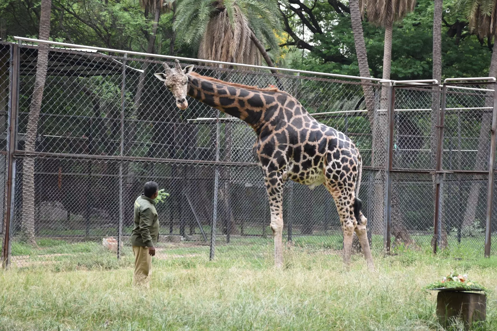 Tallest Animal Marks Longest Day At Nehru Zoo Tallest Animal Marks Longest Day At Nehru Zoo