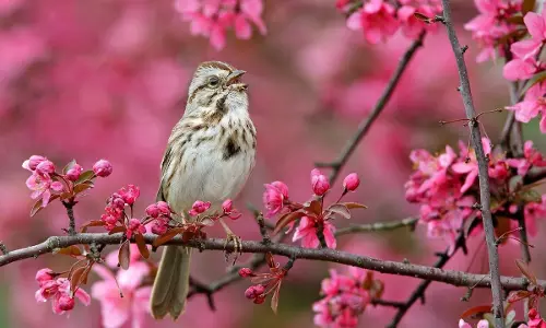Symphony Of The Wild: How Nature’s Soundtrack Heals The Planet