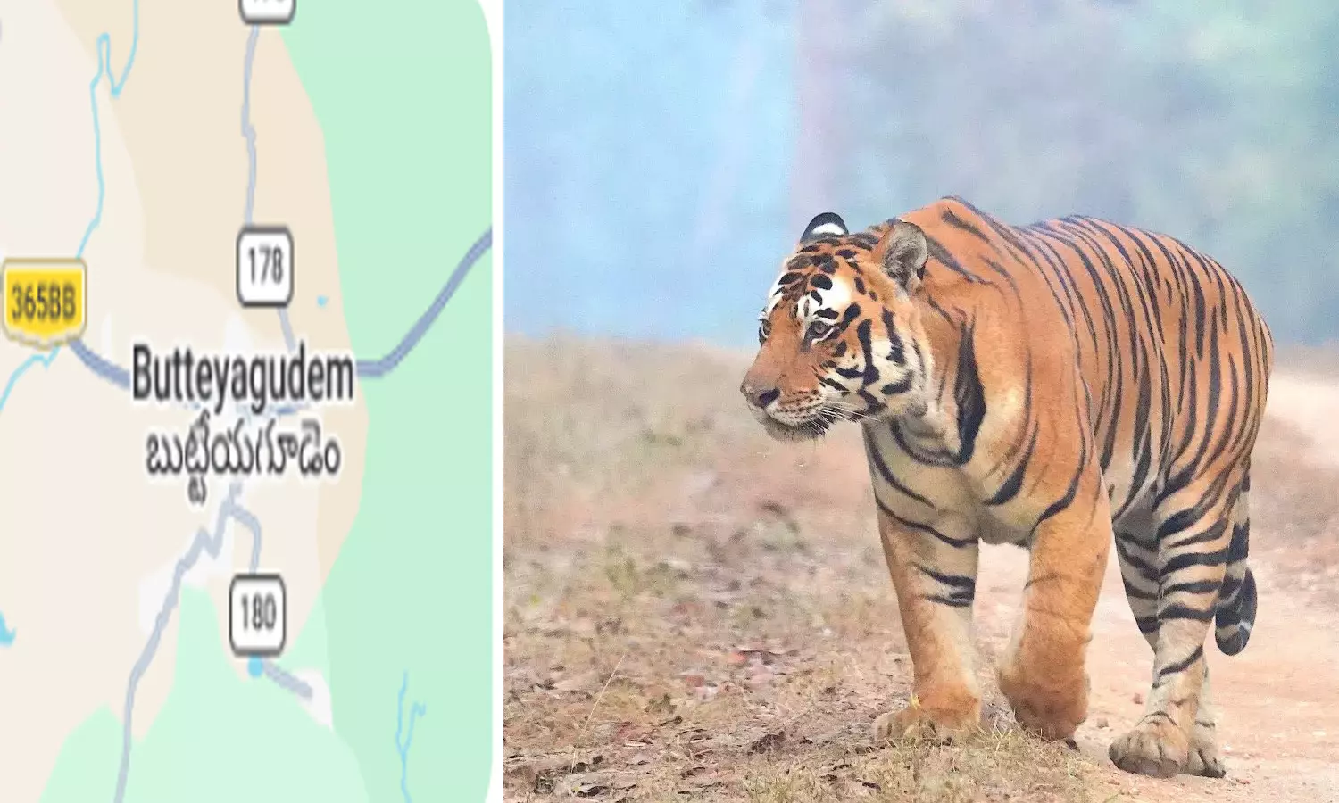 Tiger Strays Again From Papikondalu, Moves Towards Buttayagudem Tiger Strays Again From Papikondalu, Moves Towards Buttayagudem