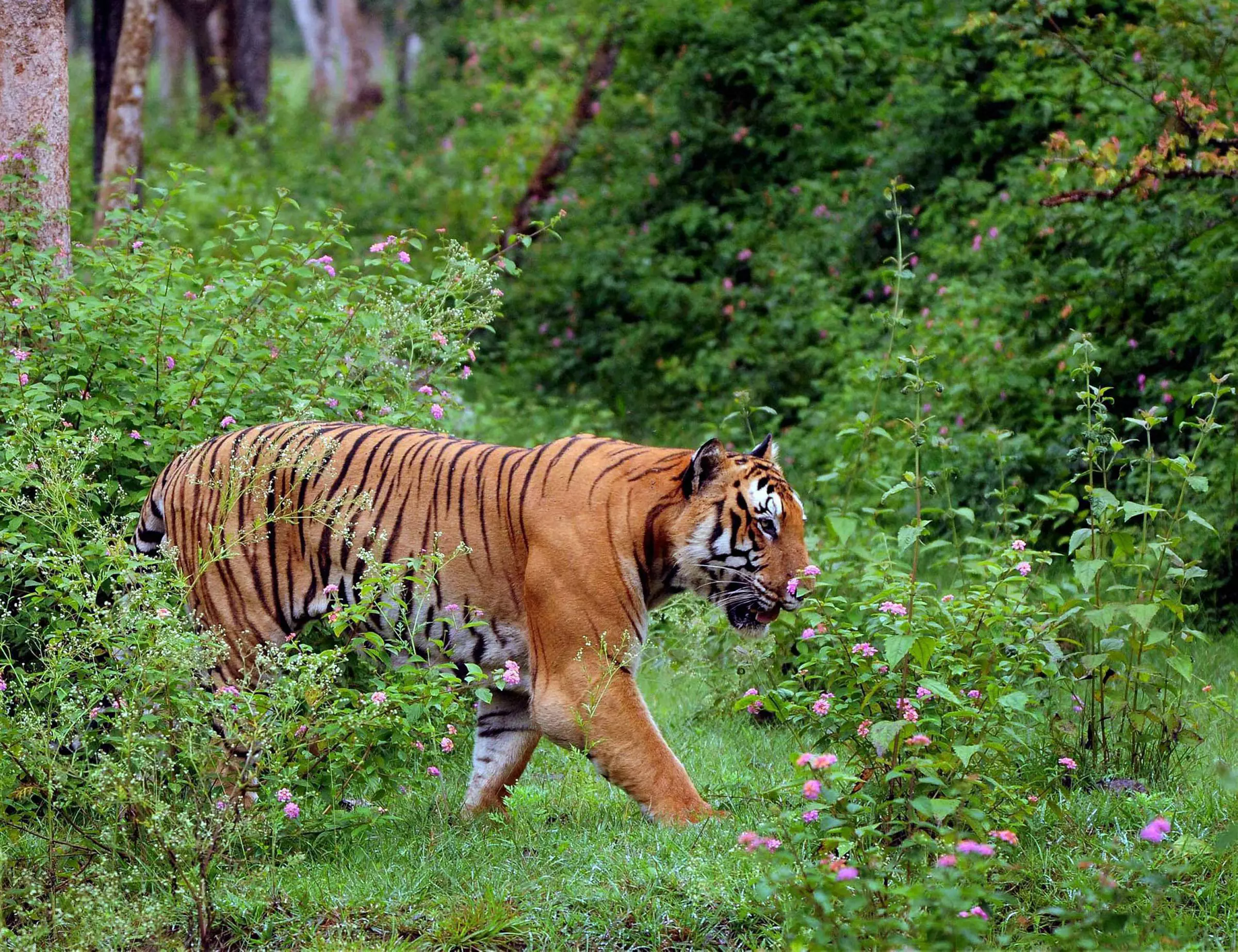 Stone Quarrying in Bandipur Eco-Zone Threatens Temple Stone Quarrying in Bandipur Eco-Zone Threatens Temple