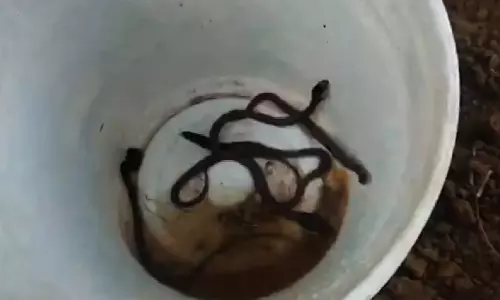 Odisha: 30-Plus Cobra Hatchlings Rescued From Burrow Beneath Tree In Odisha Village Odisha: 30-Plus Cobra Hatchlings Rescued From Burrow Beneath Tree In Odisha Village