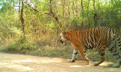 Forest Officials Revise Strategy to Recapture Tiger in Eluru District Forest Officials Revise Strategy to Recapture Tiger in Eluru District