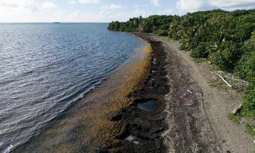 Thoothukudi Coast Covered in Seaweed, Fishermen Say Its a Seasonal Phenomenon Thoothukudi Coast Covered in Seaweed, Fishermen Say Its a Seasonal Phenomenon