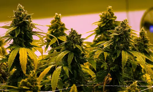 India’s Cannabis Legality Trip, From Sacred Roots to Modern Medicine India’s Cannabis Legality Trip, From Sacred Roots to Modern Medicine