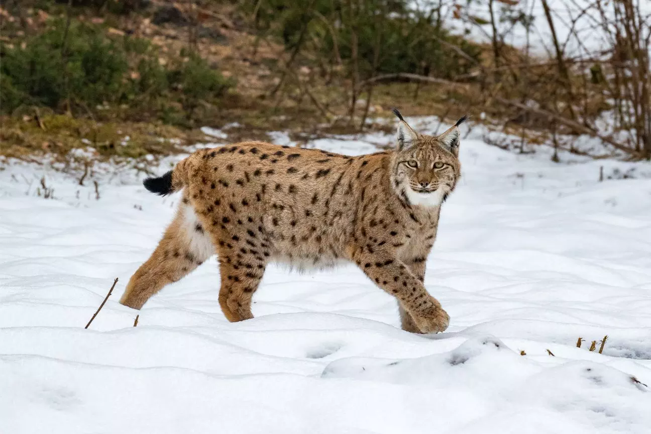 Rare Eurasian Lynx Captured On Camera In Sikkim For First Time Rare Eurasian Lynx Captured On Camera In Sikkim For First Time