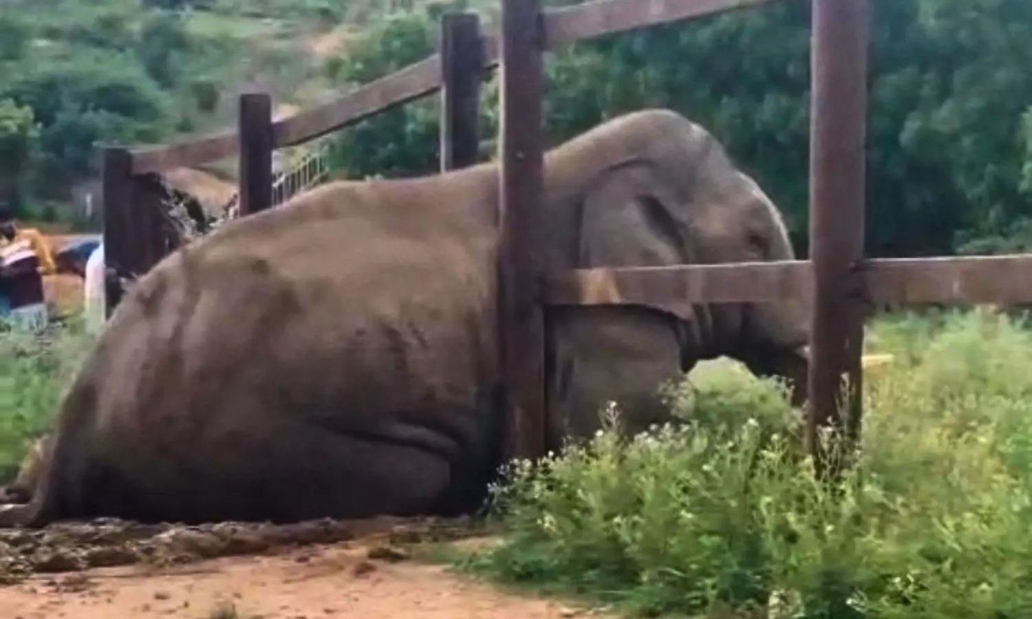 Tusker Trapped in Railway Fence Freed After Hours of Rescue Operation Tusker Trapped in Railway Fence Freed After Hours of Rescue Operation