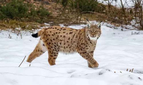 Rare Eurasian Lynx Captured On Camera In Sikkim For First Time