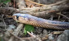 Class 9 Student Dies Of Snake Bite In Nandyal Class 9 Student Dies Of Snake Bite In Nandyal