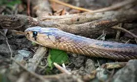Class 9 Student Dies Of Snake Bite In Nandyal