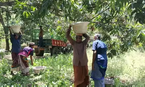 As Mango Prices Crash, Vellore Farmers Seek Govt Protection As Mango Prices Crash, Vellore Farmers Seek Govt Protection