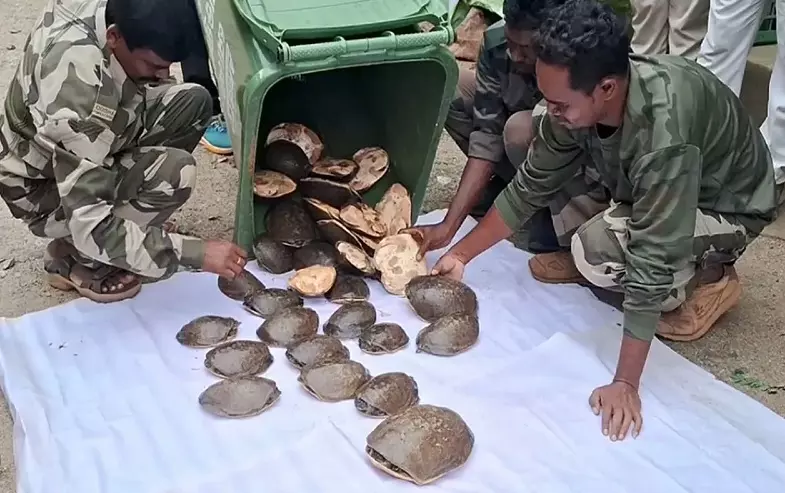 Odisha Forest Dept Seizes 30 Live Turtles, Arrests Repeat Offender In Wildlife Trafficking Crackdown Odisha Forest Dept Seizes 30 Live Turtles, Arrests Repeat Offender In Wildlife Trafficking Crackdown