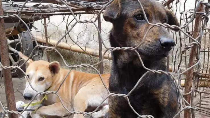 Vets Warn Public Against Animal-Borne Infections Ahead Of Zoonosis Day Vets Warn Public Against Animal-Borne Infections Ahead Of Zoonosis Day