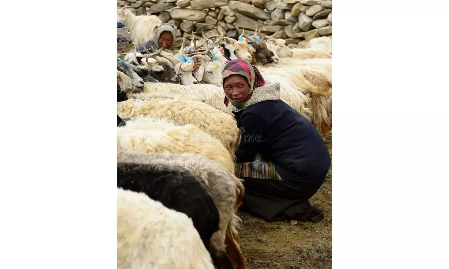 Major Push for Ladakh Pashmina: L-G Approves Incentives, ₹8 Crore Fund for Changpa Herders Major Push for Ladakh Pashmina: L-G Approves Incentives, ₹8 Crore Fund for Changpa Herders