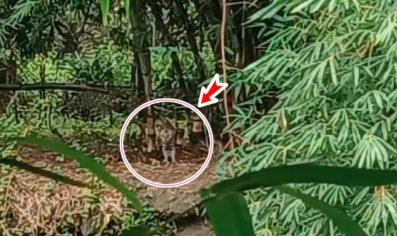 Tiger Scare In Odishas Khordha After Viral Video; Forest Officials Yet To Confirm Big Cat Sighting Tiger Scare In Odishas Khordha After Viral Video; Forest Officials Yet To Confirm Big Cat Sighting