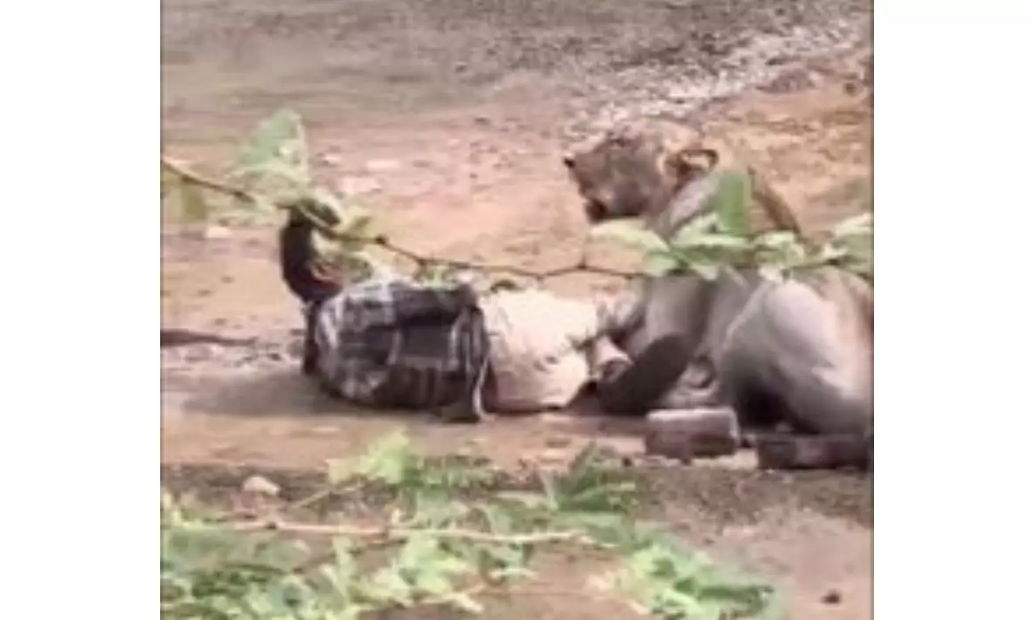 Lion Mauls Cattle Herder in Gujarat’s Bhavnagar, Video Viral Lion Mauls Cattle Herder in Gujarat’s Bhavnagar, Video Viral