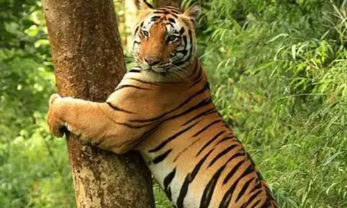 C’garh: 2 Tiger Hides Seized, Interstate Poaching Racket Busted C’garh: 2 Tiger Hides Seized, Interstate Poaching Racket Busted