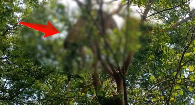 Leopard Found Hanging From Tree in Odisha; Forest Dept Probes Leopard Found Hanging From Tree in Odisha; Forest Dept Probes