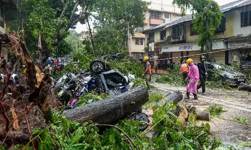 BMC To Study Causes For Tree-Falls In Monsoon BMC To Study Causes For Tree-Falls In Monsoon