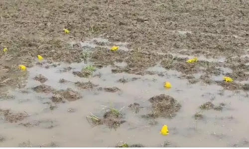 Yellow Bullfrogs Leave Nadugundi Villagers Spellbound Before Their Sudden Disappearance Yellow Bullfrogs Leave Nadugundi Villagers Spellbound Before Their Sudden Disappearance