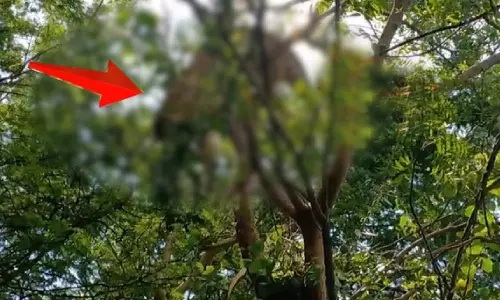 Leopard Found Hanging From Tree in Odisha; Forest Dept Probes