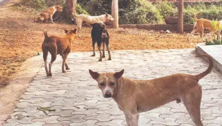 SC Rejects Plea on Alleged Cruelty in Dog Birth Control Centres SC Rejects Plea on Alleged Cruelty in Dog Birth Control Centres