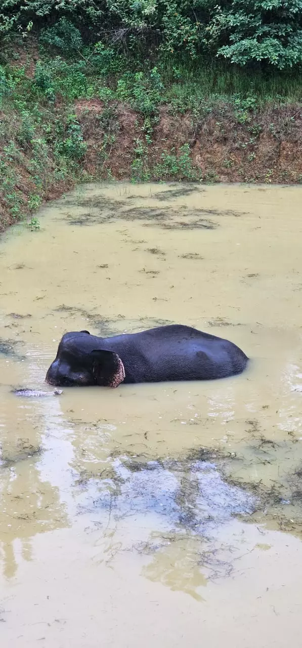Elephant Stays In Water More Than A Day In Kodagu, Vets To Examine It Elephant Stays In Water More Than A Day In Kodagu, Vets To Examine It