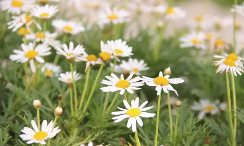 Ability To Reproduce On Its Own Helps Plant Species To Become Invasive, Study Finds
