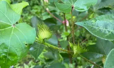 Cotton Sowing Reaches 90% in Adilabad After Good Rain Cotton Sowing Reaches 90% in Adilabad After Good Rain