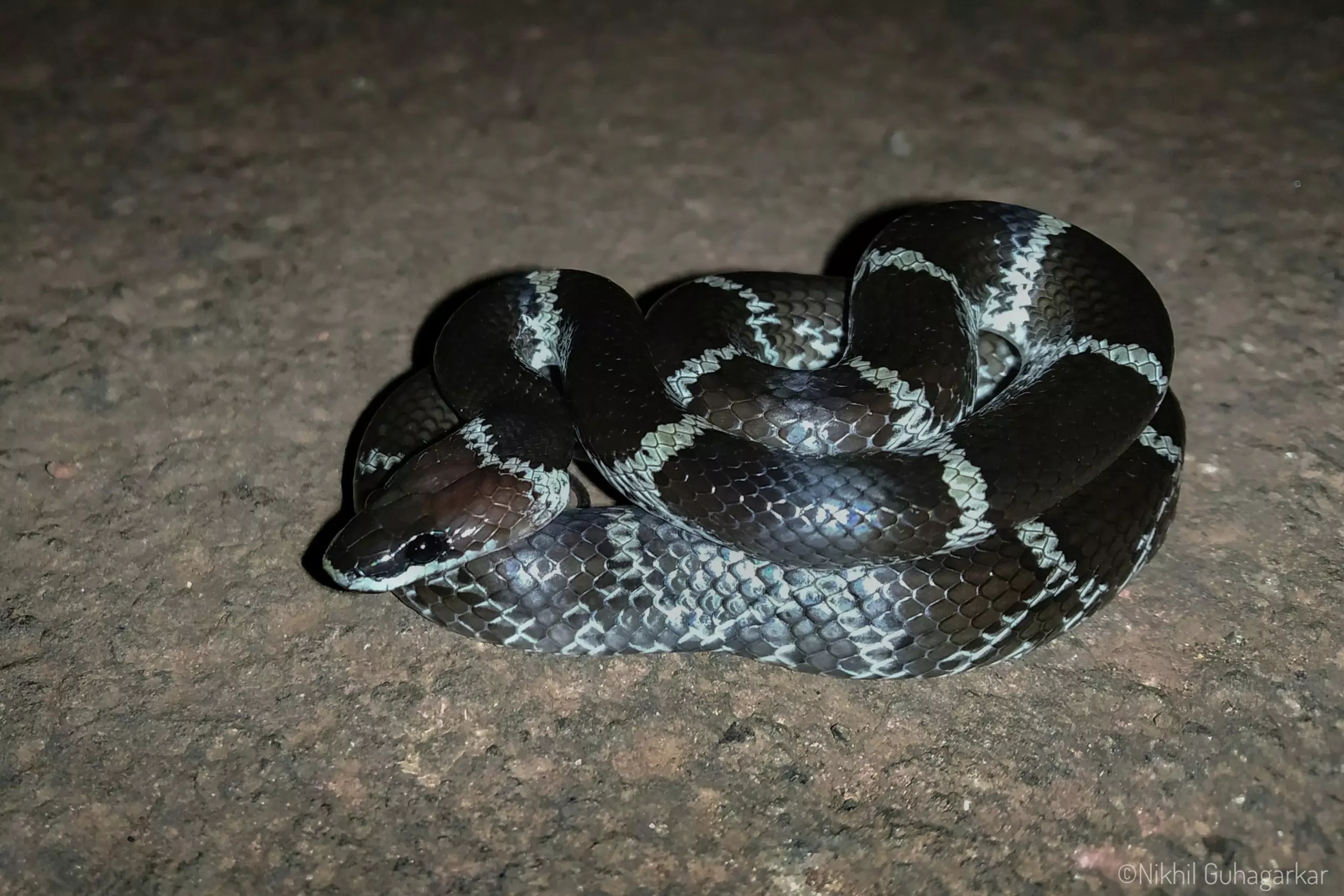Jharkhand: Snake Bites Four Students In School Hostel, One Dead Jharkhand: Snake Bites Four Students In School Hostel, One Dead