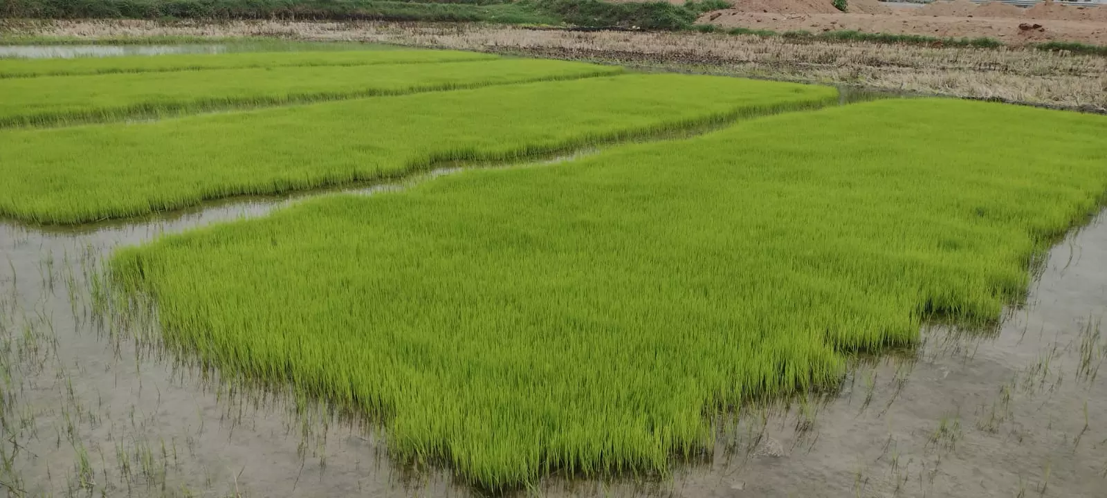 Irrigation for Crops, Govt Caught Between Devil and the Deep Sea Irrigation for Crops, Govt Caught Between Devil and the Deep Sea