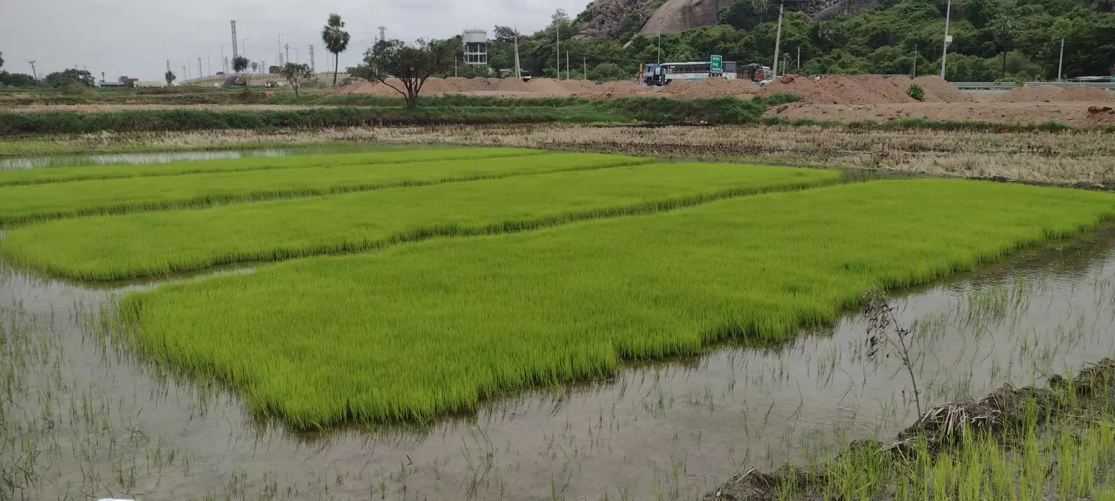 Late July Rains See Surge in Paddy Planting, Officials Worried Late July Rains See Surge in Paddy Planting, Officials Worried