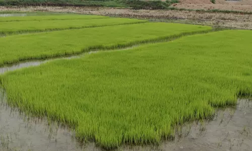 Irrigation for Crops, Govt Caught Between Devil and the Deep Sea Irrigation for Crops, Govt Caught Between Devil and the Deep Sea
