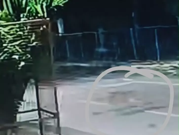 Strayed Leopard Keeps Residents Of Bharat Nagar On Tenterhooks Strayed Leopard Keeps Residents Of Bharat Nagar On Tenterhooks