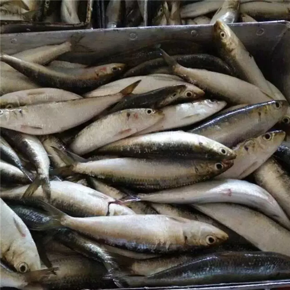 El Nino May Lead To Sardine Decline Next Year : CMFRI El Nino May Lead To Sardine Decline Next Year : CMFRI