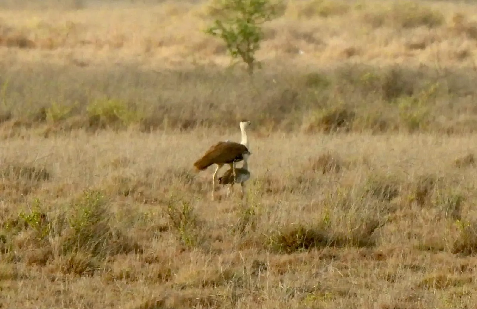 Gujarat : Second jumpstart GIB Chick Passes Critical Stage Of Survival Gujarat : Second jumpstart GIB Chick Passes Critical Stage Of Survival
