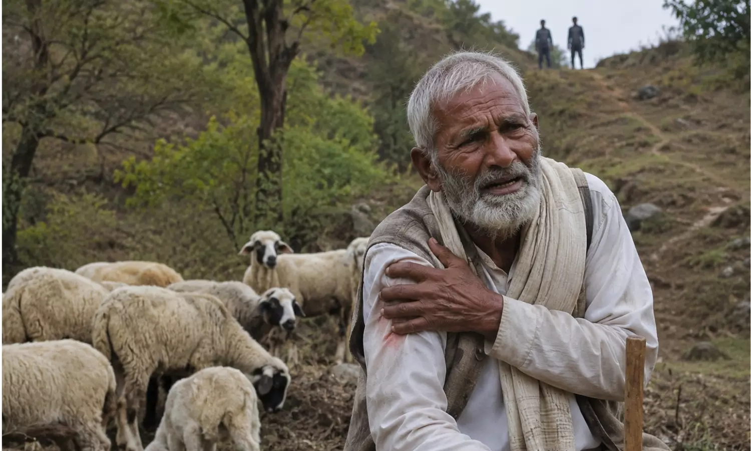 Shepherd Hit by Pellets in Suspected Poaching Attempt Shepherd Hit by Pellets in Suspected Poaching Attempt