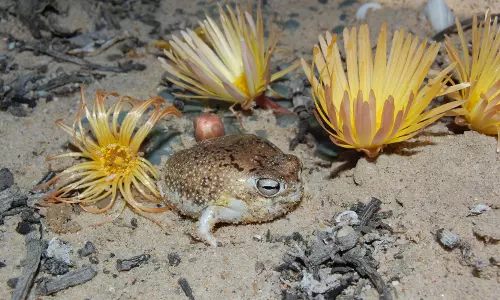 From Desert Frog To Deep-Sea Molluscs, Unique Species At Risk : IUCN Red List