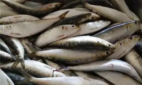 El Nino May Lead To Sardine Decline Next Year : CMFRI