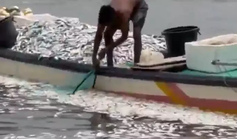Hundreds of Fish Found Dead in Yanams Godavari River Hundreds of Fish Found Dead in Yanams Godavari River