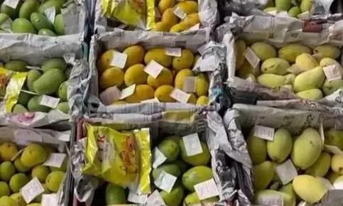 UAE Leads Indian Mango Imports; AP Varieties in High Demand UAE Leads Indian Mango Imports; AP Varieties in High Demand