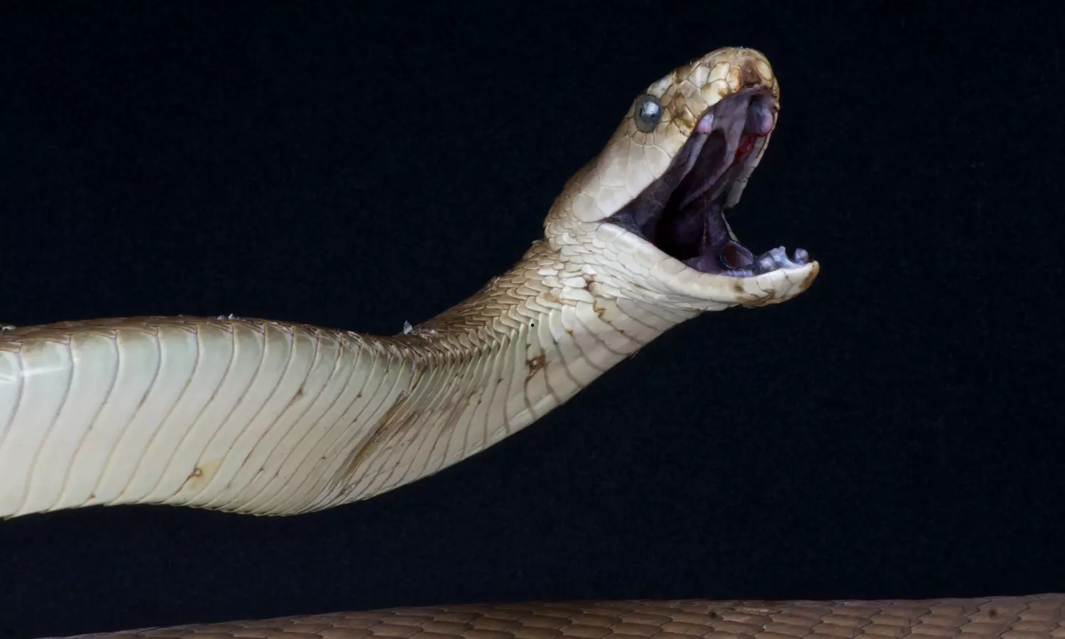9-Year-Old Girl Dies of Snakebite in Medak 9-Year-Old Girl Dies of Snakebite in Medak
