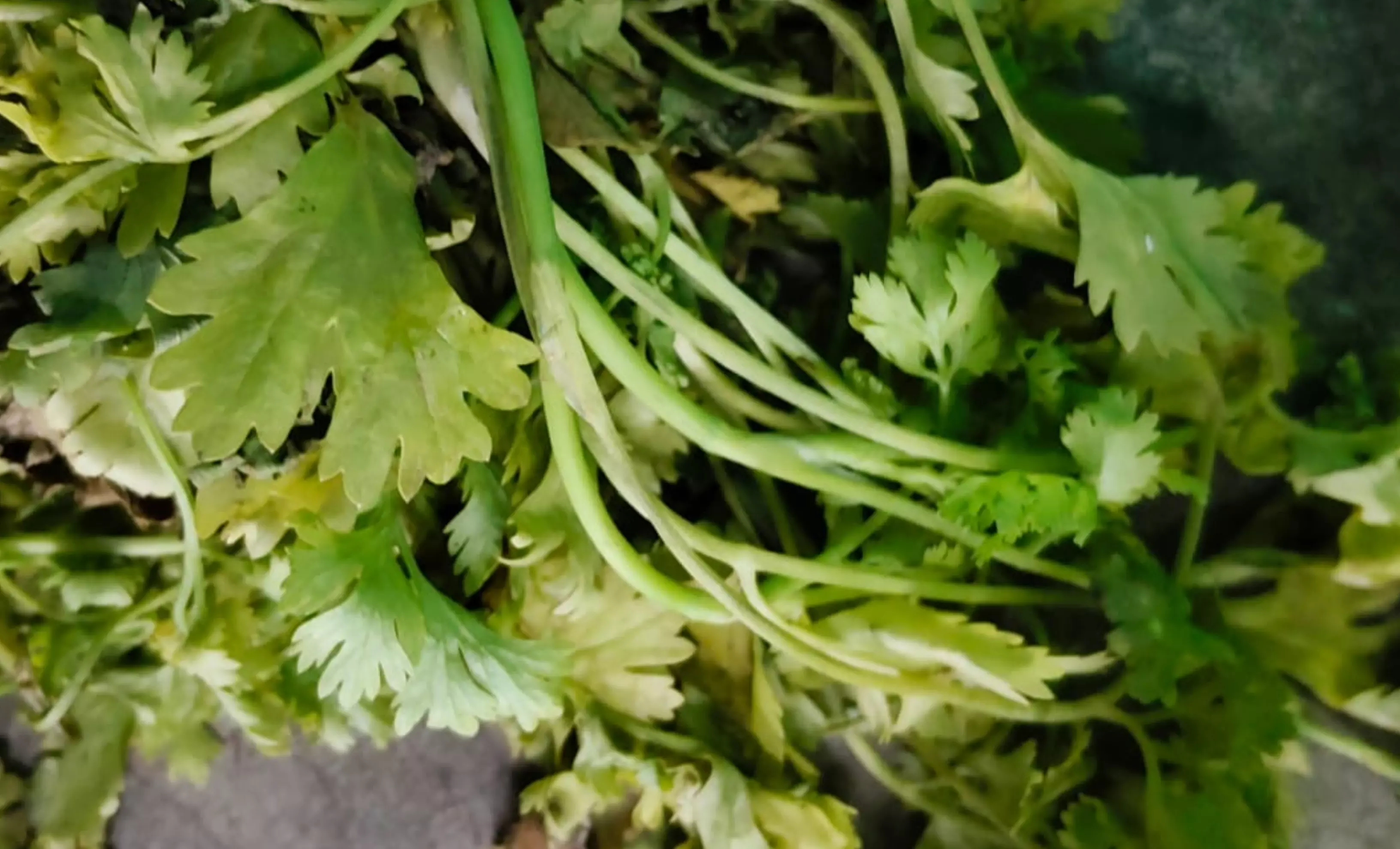 Coriander Futures Decline on Weak Spot Demand Coriander Futures Decline on Weak Spot Demand