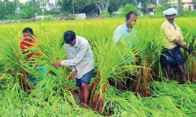 Centre's Farm Census to Reveal Tenancy, Wage Trends