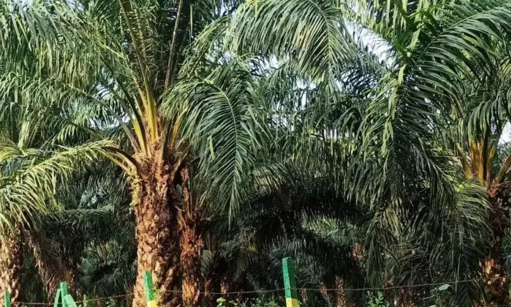 Centre Push on Oilseeds, Palm Boosts Telangana Centre Push on Oilseeds, Palm Boosts Telangana