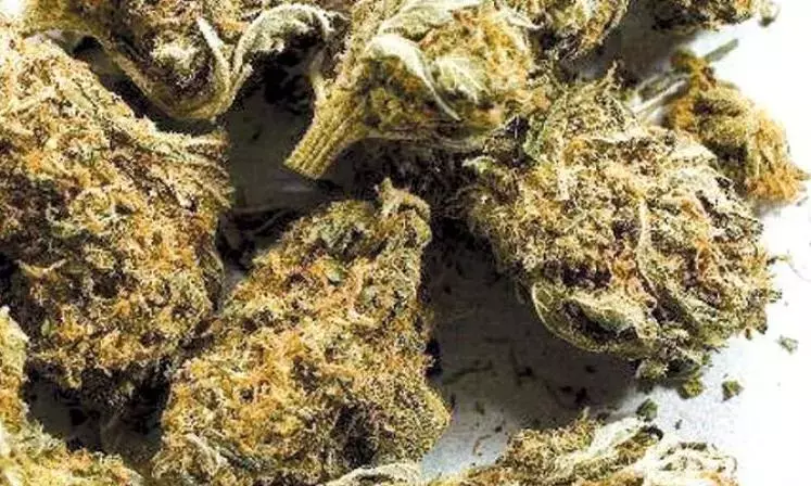 Three Held With 3 Kg Ganja In Kalluru Three Held With 3 Kg Ganja In Kalluru