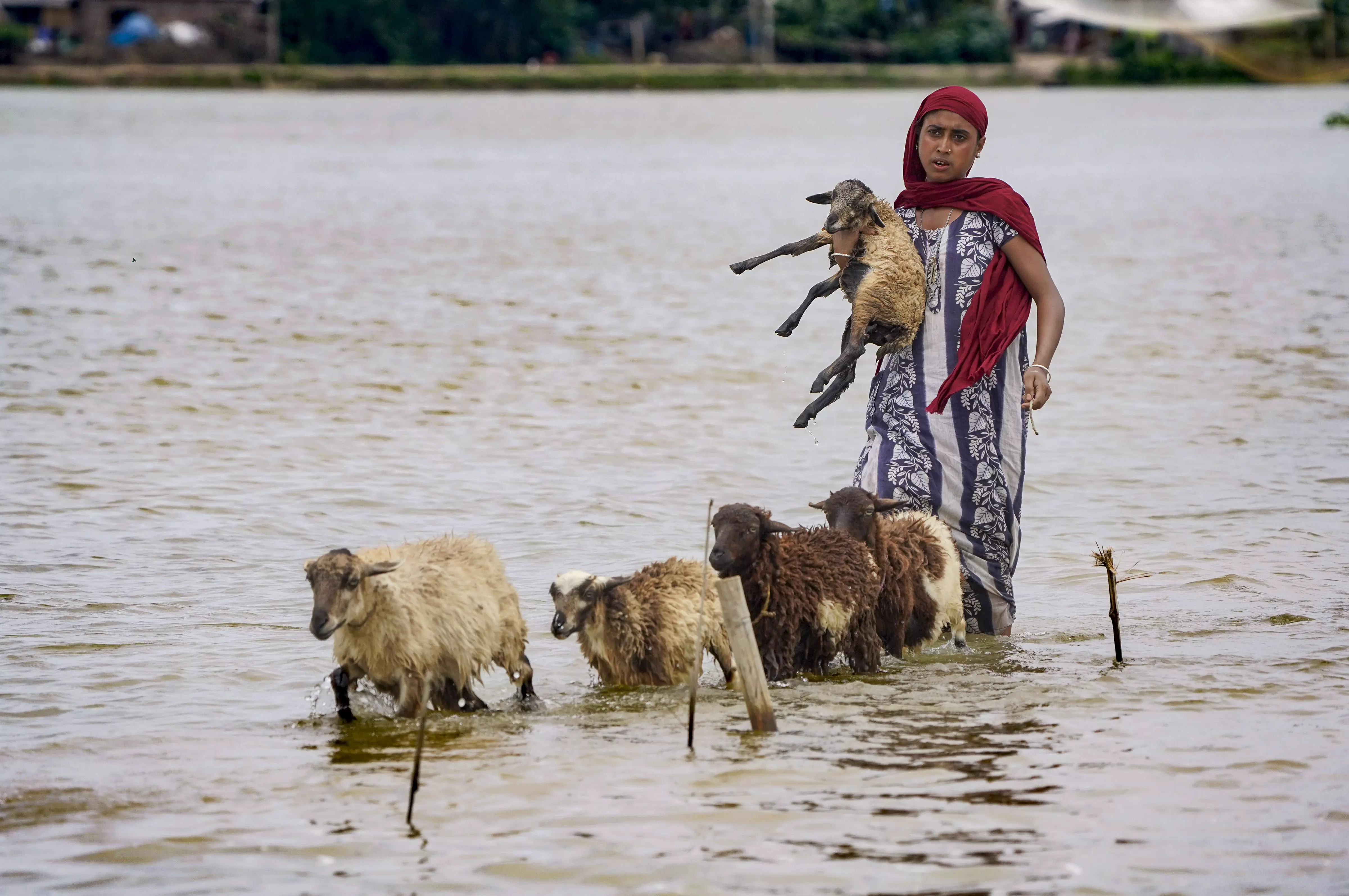 Assam Flood Fury: Over 37,000 People Affected in Six Districts Assam Flood Fury: Over 37,000 People Affected in Six Districts